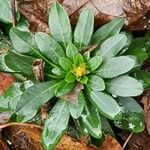 Euphorbia amygdaloides Leaf