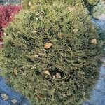 Juniperus horizontalis Leaf