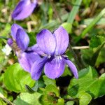 Viola odorata Flower