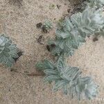 Achillea maritima Fuelha