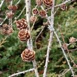 Larix decidua ফল