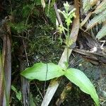 Habenaria citrata Habit