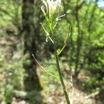 Fourraea alpina Kukka