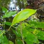 Potamogeton polygonifolius Leaf