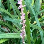 Liriope muscari Cvet