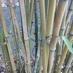 Phyllostachys sulphurea Bark