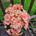 Begonia tuberhybrida Flower