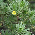 Suriana maritima Flower