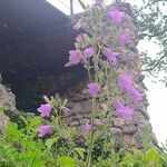 Campanula sibirica Květ