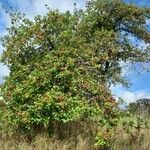 Malus domestica Habitus