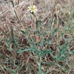 Lactuca saligna Fiore