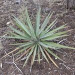 Yucca baccata Hábito