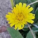 Pilosella officinarum Kwiat