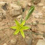 Gagea reticulata Flower