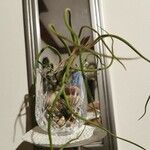 Tillandsia bulbosa Blad