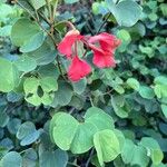 Bauhinia galpiniiFlor