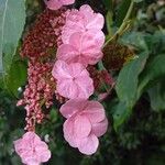 Hydrangea peruviana 花