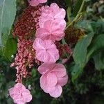 Hydrangea peruviana Õis