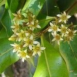 Cloezia floribunda Λουλούδι