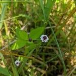 Phyla lanceolata Λουλούδι