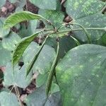 Bauhinia acuminata Fruit