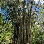 Dendrocalamus giganteus Habit