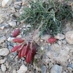 Astragalus australis Frukto