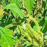 Amaranthus palmeri Květ