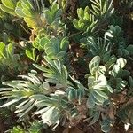 Hertia cheirifolia List