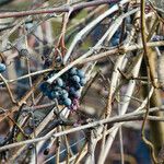 Vitis californica Habitus