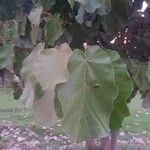 Pterospermum acerifolium Hoja