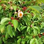 Stewartia rostrata Flor