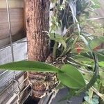 Prosthechea aemula Flor