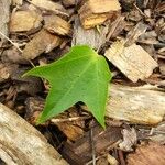 Acer buergerianum Leaf