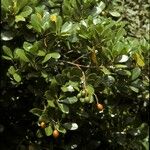 Corynocarpus laevigatus Fruto