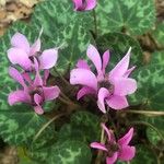 Cyclamen purpurascens Žiedas