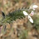 Tetramerium nervosum Flower