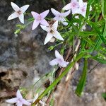 Stenaria nigricans Habit