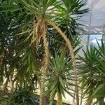 Yucca gigantea Συνήθη χαρακτηριστικά