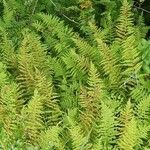 Dryopteris carthusiana Flower