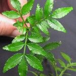 Zanthoxylum acuminatum Altres