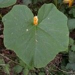 Cucurbita maxima Leaf