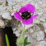 Geranium mascatense Kvet