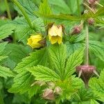 Geum × intermedium Flor