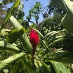 Alpinia purpurata Blomma