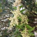 Ligustrum lucidumപുഷ്പം