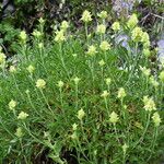 Sideritis hyssopifolia Hábito