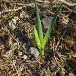Narcissus dubius Hoja