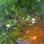 Aesculus hippocastanum Frukt
