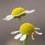 Tanacetum parthenium 花